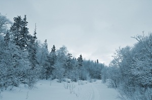 Footway in snowy woods