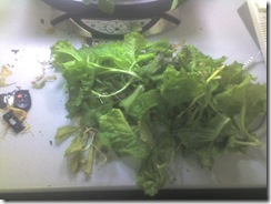 aerogarden_lettuce